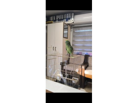 Full Evcil Amazon Papağanı