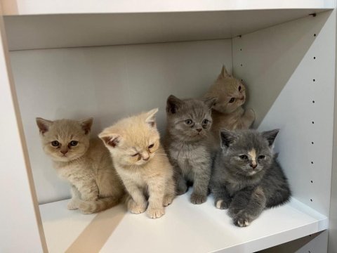 British Shorthair Yavru Kediler Ücretli Olarak Sahiplendirilecektir