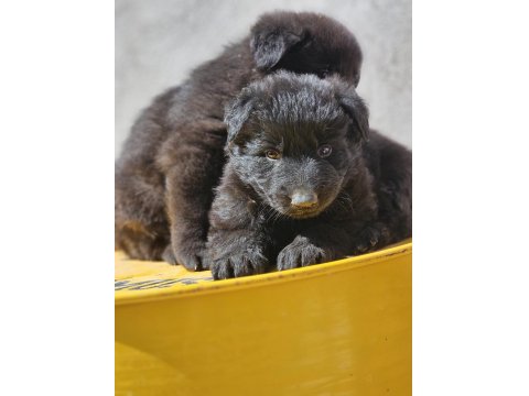 Safkan Working Solid Black Alman Kurdu