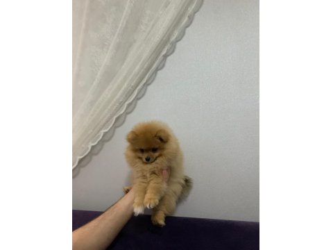 3.5 Aylık Tuvalet Eğitimli İlk Aşıları Yapılmış Dişi Pomeranian