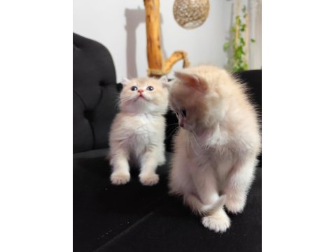 British Longhair Prensese Yuva Arıyoruz