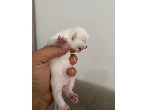 Yavru British Shorthair Safkan