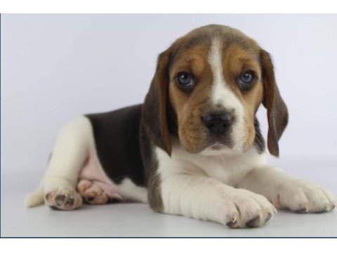 Dünya Tatlısı Beagle Yavruları