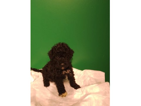 Siyah Toy Poodle Yavrularımız