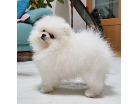 Pomeranian Boo Köpekleri