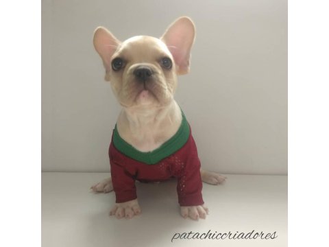 French Bulldog Cins Yavrular
