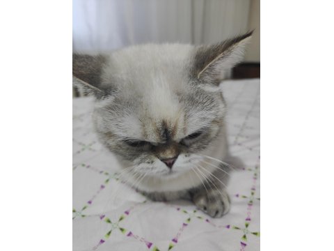 British Shorthair Mavi Gözlü