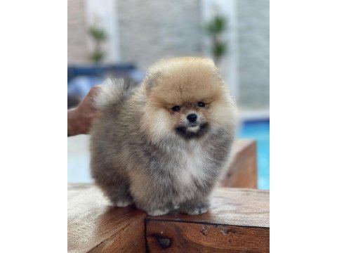 Ayı Surat Pomeranian Yavrular