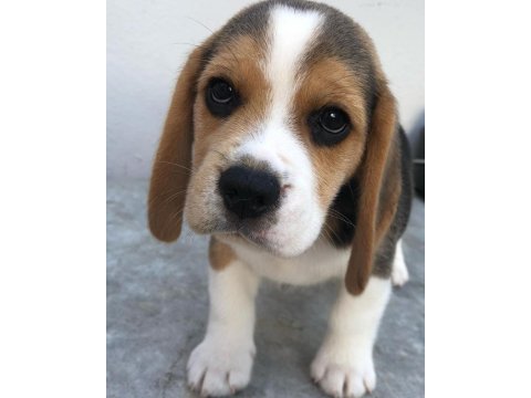 Irk Garantili Beagle Yavruları