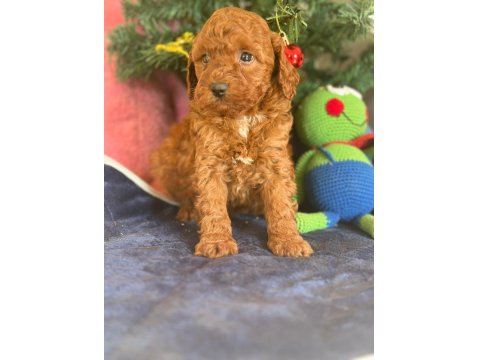 16 Yıllık İşletmeden Saf Kan Garantili Poodle Yavruları