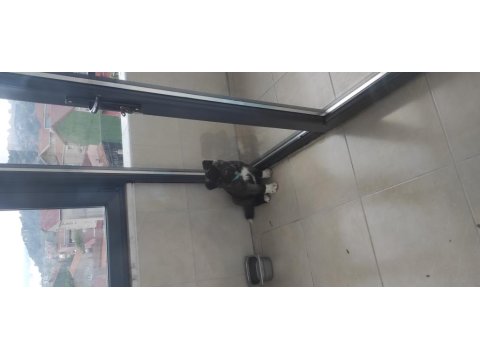 Safkan Amerikan Akita