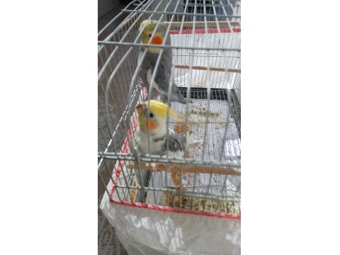 İki Yaşında Sultanlar