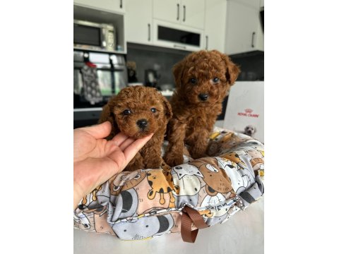 Korenin Babası Poodle