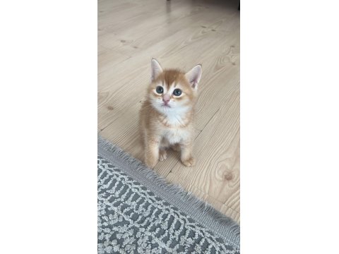 Kedimize Bir Maşallah Alırız