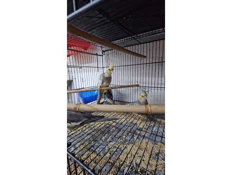 Yavru Ve Takım Papağanlar