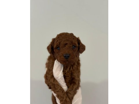 Erkek Ve Dişi Kore Toy Poodle