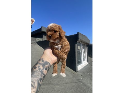 Maltipoo Yavruları 3 Aylık