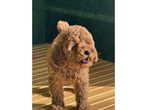 Toy Poodle Cinsi Bebekler