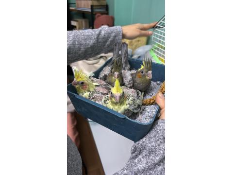 40 Günlük Sultan Papağanı Yavrular