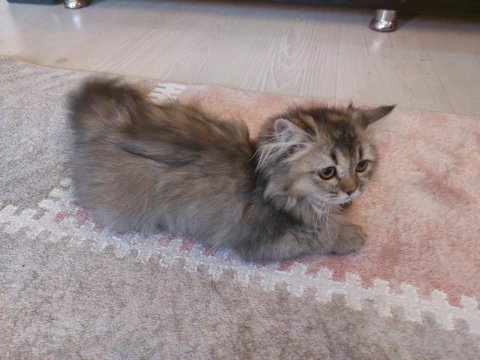 Kedilerini Sahiplendiriyorum