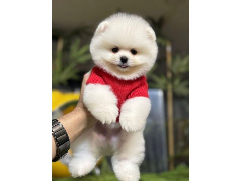 Üst Düzey Pomeranian Boo Yavrularımız