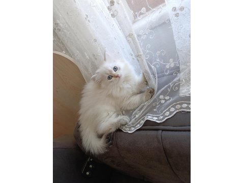 Pamuk Prenses British Longhair