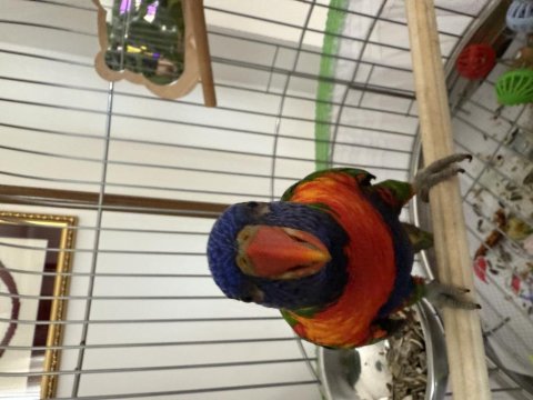 Geveze Lori Papağanımız