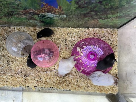 Yavru Hamster