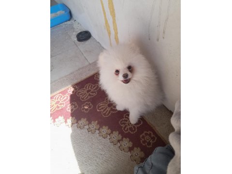 Pomeranian Boo Bebeğimiz 5 Aylık