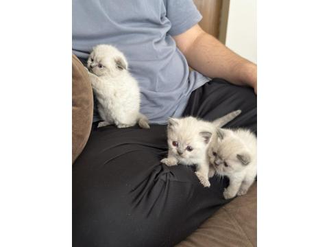 Scottish Bluepointler 45 Günlükken Teslim