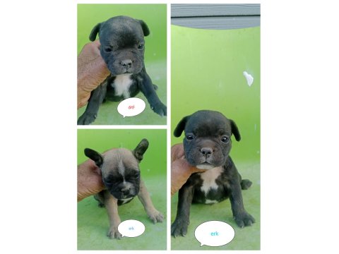 Baldan Tatlı French Bulldog Yavrularım