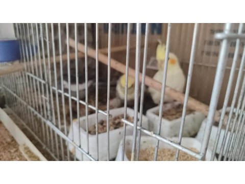 Yeme Düşmüş Yavru Sultan Papağanları