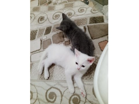 Sevimli Ve Oyuncu Kediler