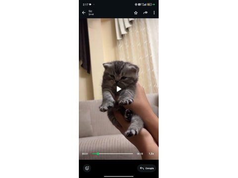 3 Adet Kedimi Sütten Kesildiğinde Anda Vereceğim