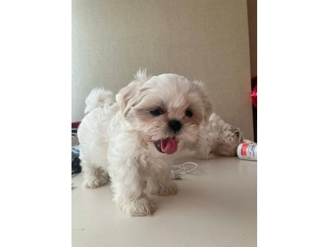 Full Beyaz Shih Tzu