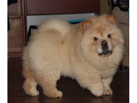 Chow Chow Köpeği Yavrular