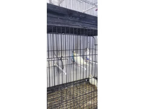 Yavru Muhabbet Kuşlarımız Teslime Hazır