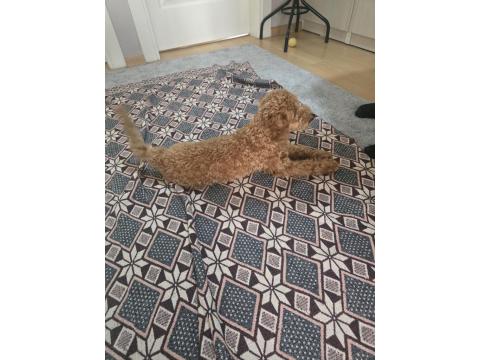 Poodle 4 Aylık Sahiplendirme