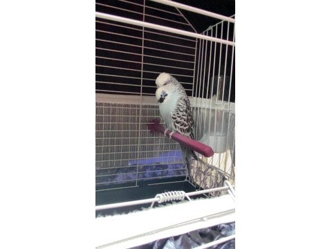 Konuşan Jumbo Erkek Muhabbet Kuşu