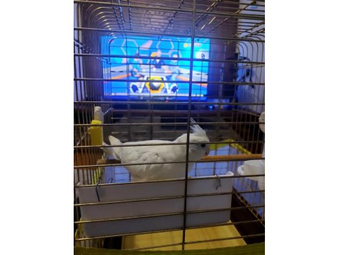 6 İle 8 Aylık Kar Beyazı Sultan Papağanı