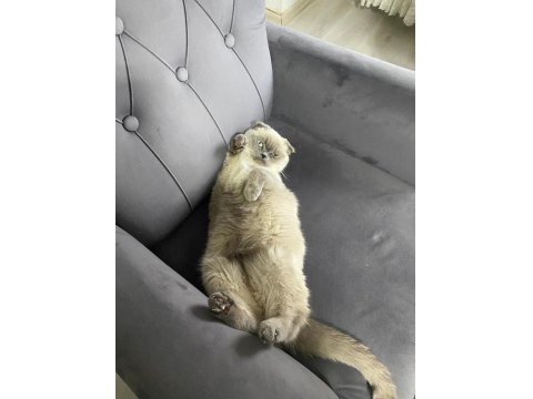 Dişi Kedimiz Yeni Yuvasını Arıyor