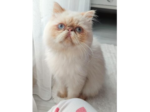 Safkan İran Kedisi Red Point 8 Aylık Erkek