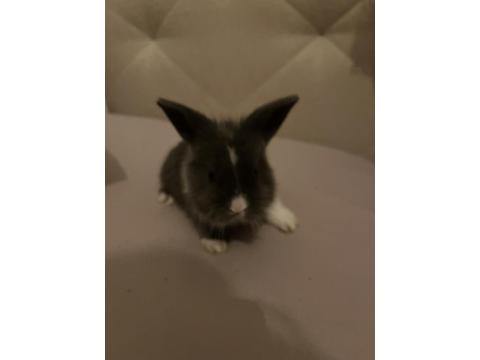 Hollanda Lop Tavşan