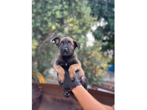 A+ Belçika Malinois Yavrular