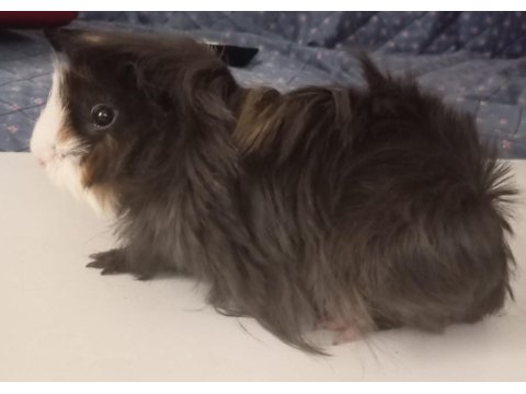 5 Aylık Ginepig 1 Kez Doğum Yaptı Dişi