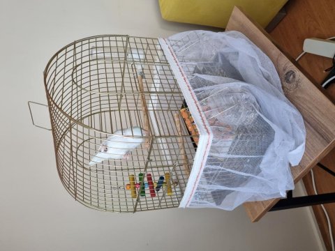 Amerikan Beyaz Full Evcil 4.5 Aylık Forpus Papağanım