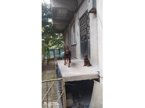 4.5 Aylık Erkek Kızıl Doberman