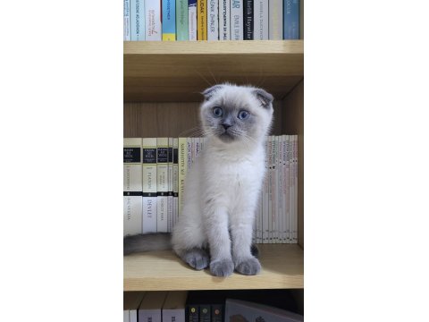 Dünya Güzeli Scottish Blue Point Kedimiz Sora