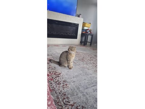 Tamamen Ücretsiz Kedi Evi İle Beraber