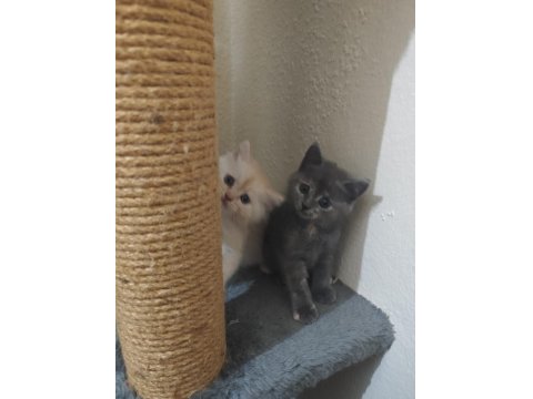 Rengarenk British Kardeşler